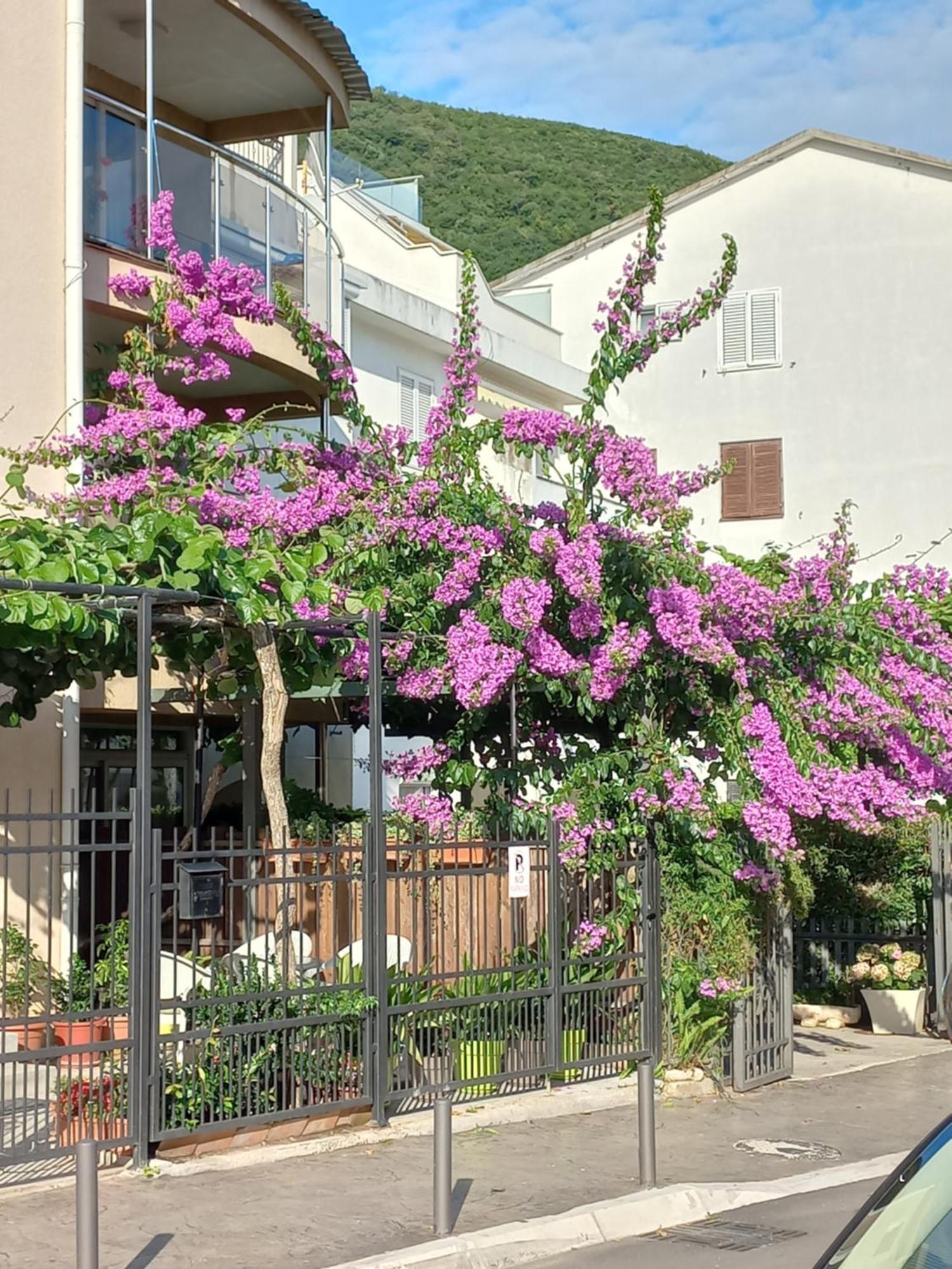 Egon Apartments بودفا المظهر الخارجي الصورة
